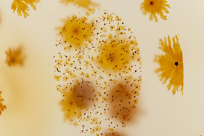 宏石苔玛瑙，白玛瑙