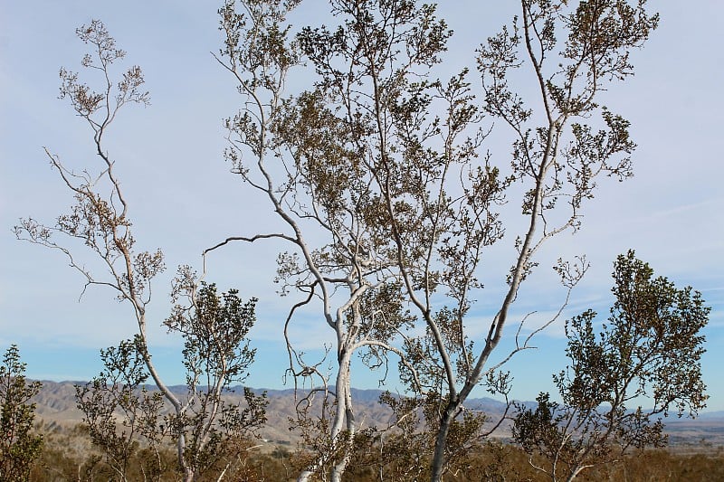 三齿Larrea tridentata - mission creek p - 122119 c