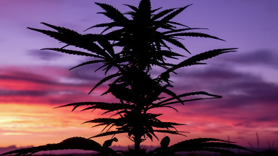 Cannabeauty