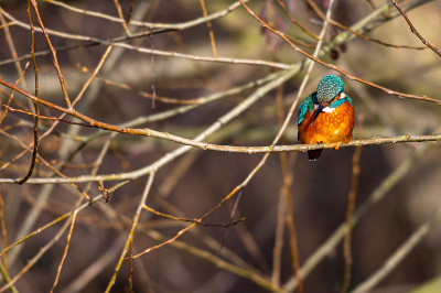 雌性普通翠鸟(alcedo atthis)栖息在冬天的树枝上