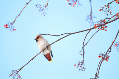 波西米亚蜡翼(Bombycilla garrulus)在花楸树上