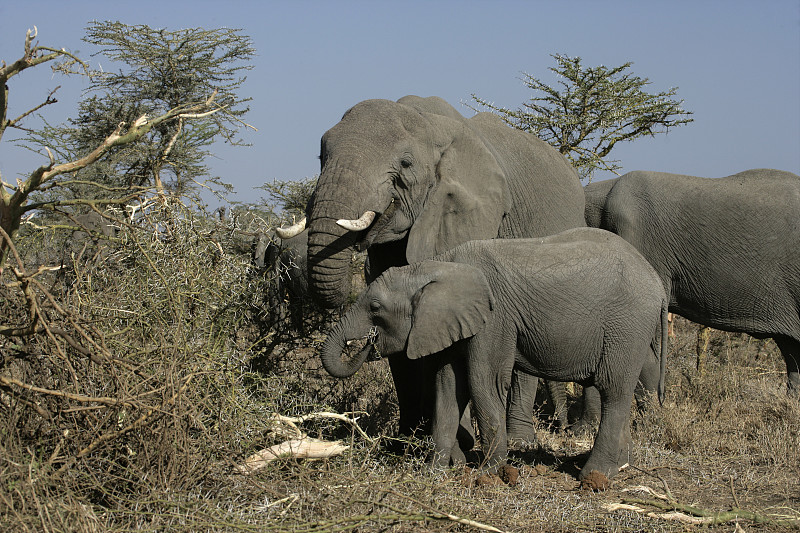 非洲象Loxodonta africana