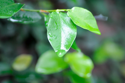 无花果或攀缘无花果植物