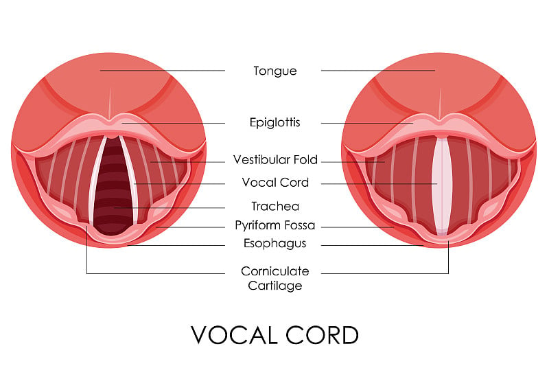 声带