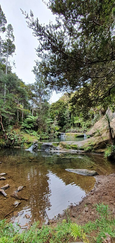 戈尔迪布什步道，Muriwai和亨加地区，奥克兰，新西兰