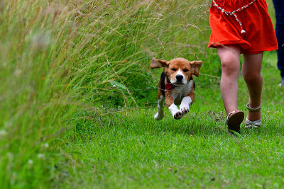 Beagle running