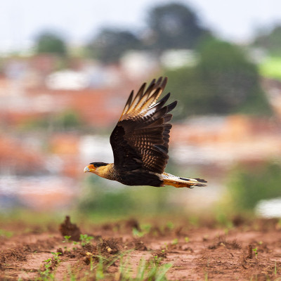 Carcará, caracará or carancho is a species of bird