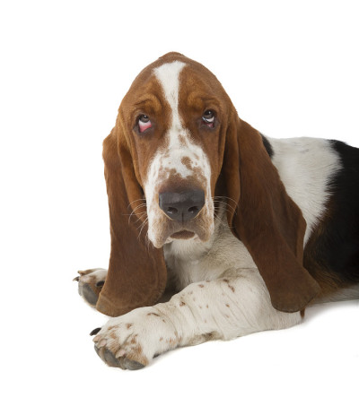 巴塞特猎犬