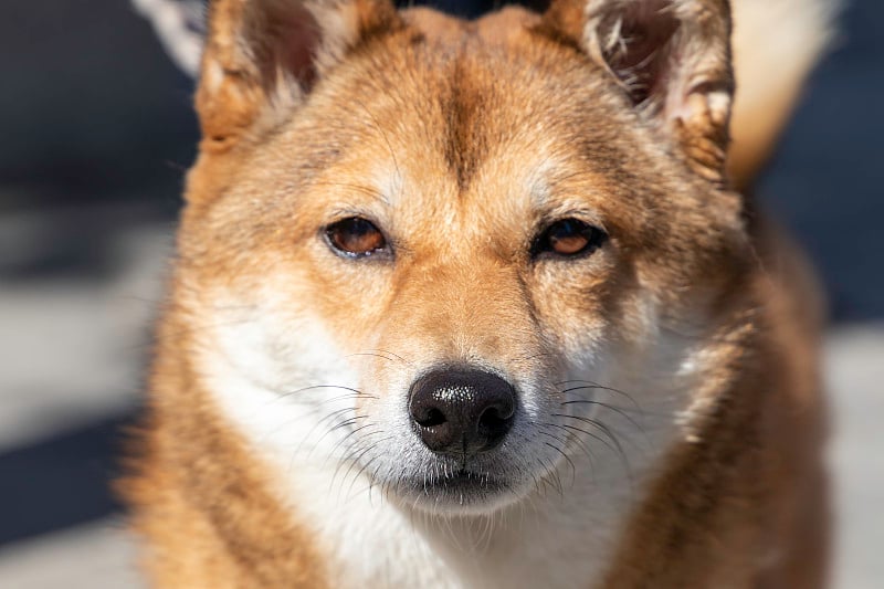 特写的日本狗(柴犬)看着相机-正面视角-选择性聚焦