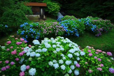 绣球花和水磨