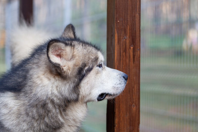 一个美丽而善良的阿拉斯加牧羊犬坐在围栏里