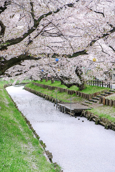 日本埼玉县川越市杏石河上的樱花花瓣。