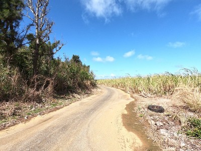 农场道路的景色