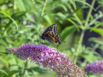 Papilio troilus，香料灌木燕尾蝶