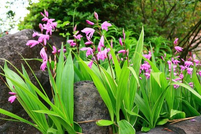春天，花，春天的花，野花，花坛，花园，