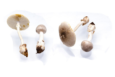 毒蘑菇或毒蘑菇，白毒伞
