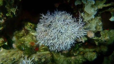 爱琴海海底的红藻类硬两栖动物