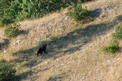 - arctos marsicanus - Abruzzo，意大利