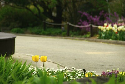 花无论在哪里都是美丽的。
