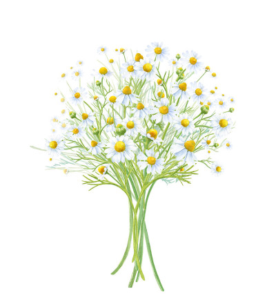 一束收获的甘菊。草药茶。水彩插图。
