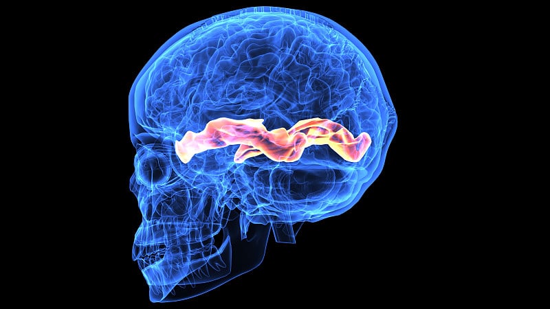 人体大脑解剖部分的3d插图
