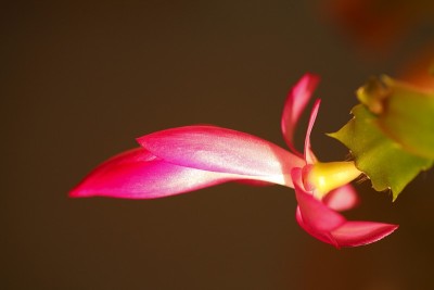 Rosa Knospe des 圣诞仙人掌
