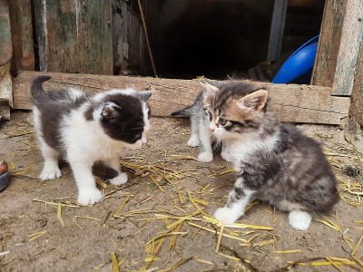 顽皮的小猫