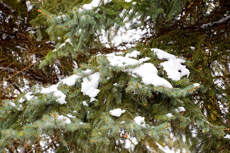 树枝是云杉，覆盖着雪。针叶林的冬天。