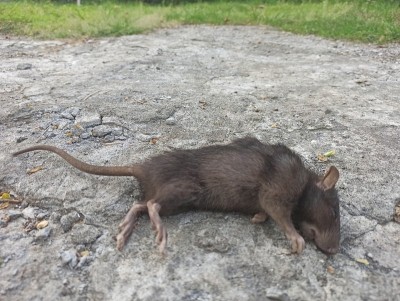 死老鼠