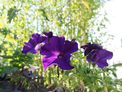 花