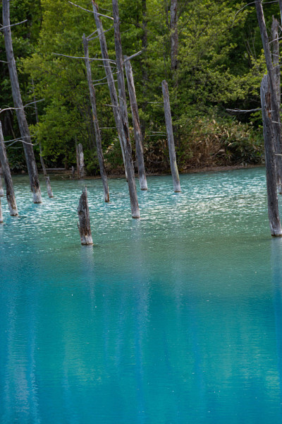 初夏碧池碧水