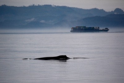 夏洛特女王海峡