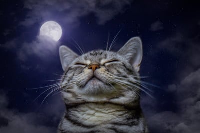 超级月亮和猫