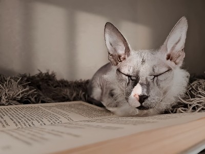 猫的梦想
