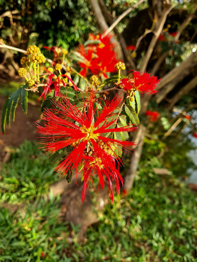 花萼底很漂亮