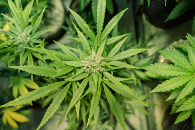 漂白亚麻纤维卷大麻花