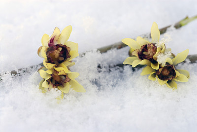 Chimonanthus praecox