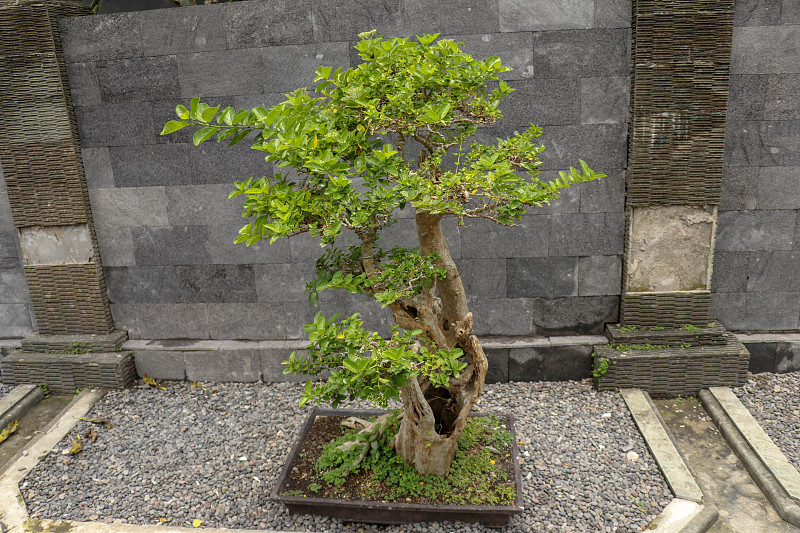 年轻的观赏盆景植物在花盆上天然的石头。巴厘岛房子的石墙上装饰着落叶盆景。黑色的落叶松小盆景建在石头上