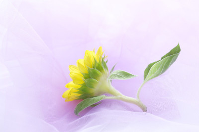 向日葵的花束