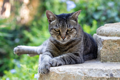 美丽的猫的肖像，可爱的虎斑猫与绿色的眼睛和长胡须看着相机和放松。特写，微距，慢镜头，户外