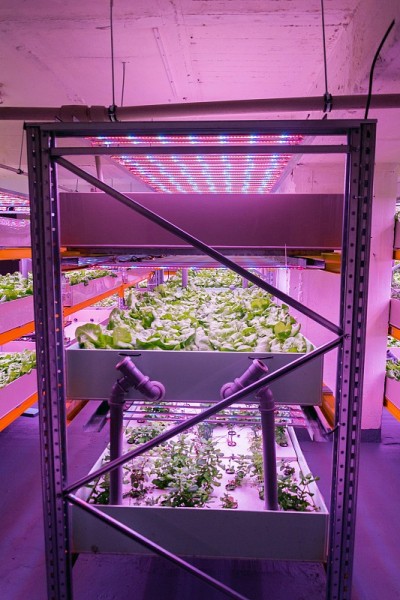 水产养殖与水培相结合，在室内人工照明下在水中种植植物