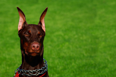 犬种杜宾犬