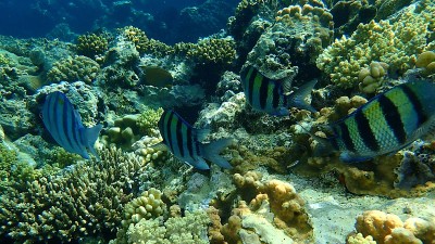 军士长或印度-太平洋军士长(Abudefduf vaigiensis)在红海海底