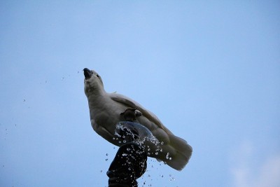 喝着Cacatua galerita