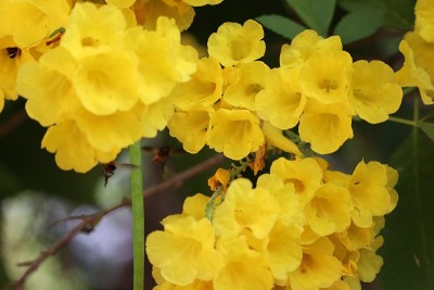 黄色的花