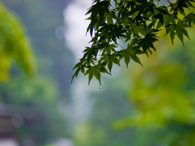 新鲜的绿色和雨滴滴
