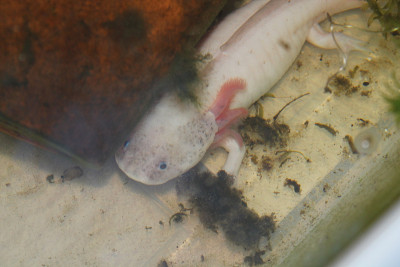 axolotl