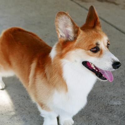 彭布罗克威尔士科基犬