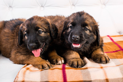 白色沙发上的小狗Leonberger