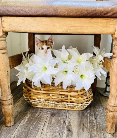 躲在花里的小猫